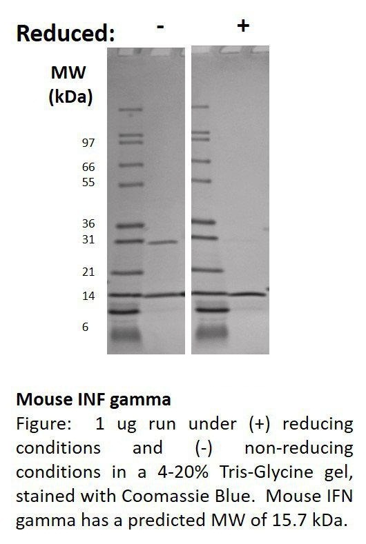 Mouse Interferon-gamma