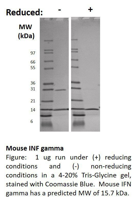 Mouse Interferon-gamma (AF)