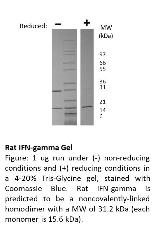 Rat Interferon-gamma