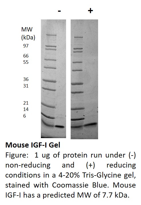 Mouse Insulin-like Growth Factor I