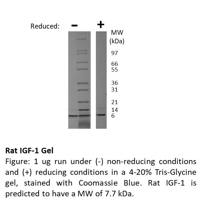 Rat Insulin-like Growth Factor I