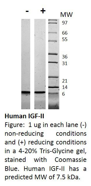 Human Insulin-like Growth Factor II