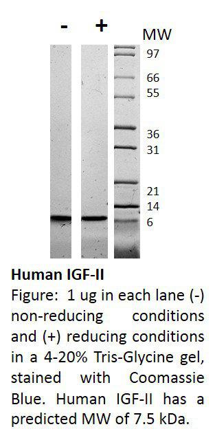 Human Insulin-like Growth Factor II (AF)