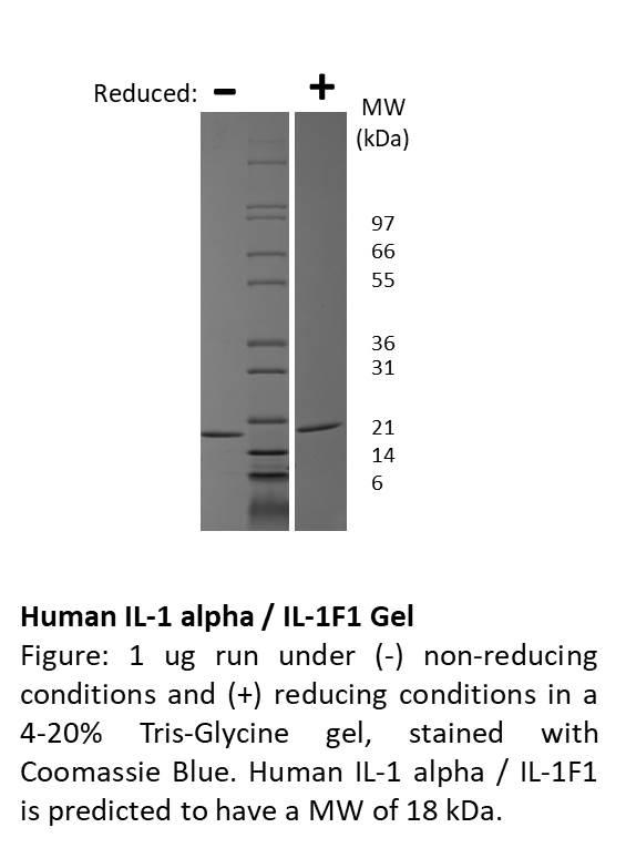 Human Interleukin-1 alpha