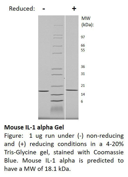 Mouse Interleukin-1 alpha