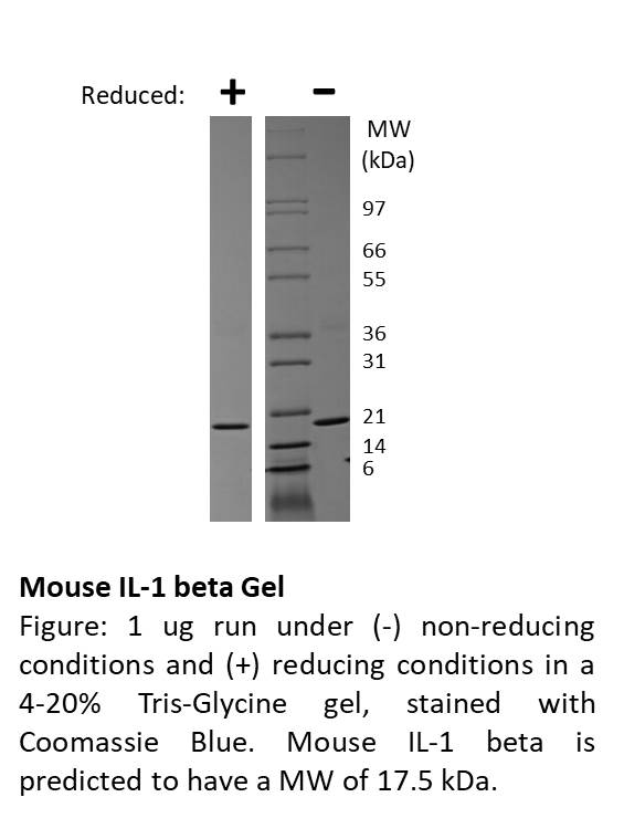 Mouse Interleukin-1 beta