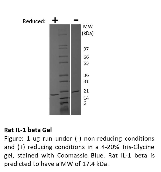 Rat Interleukin-1 beta