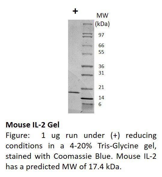 Mouse Interleukin-2