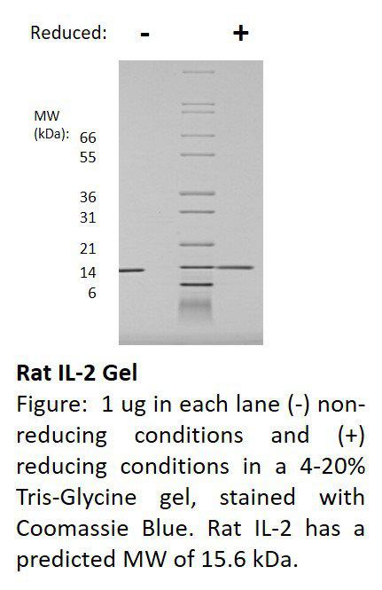 Rat Interleukin-2 (AF)