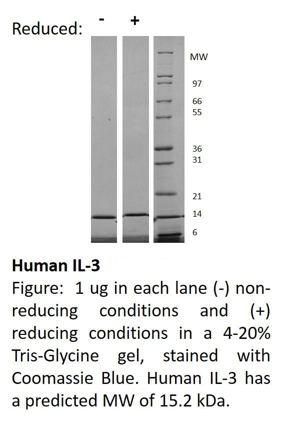 Human Interleukin-3