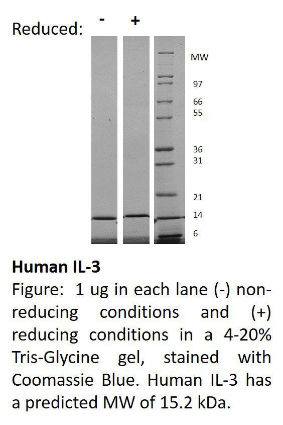 Human Interleukin-3 (AF)