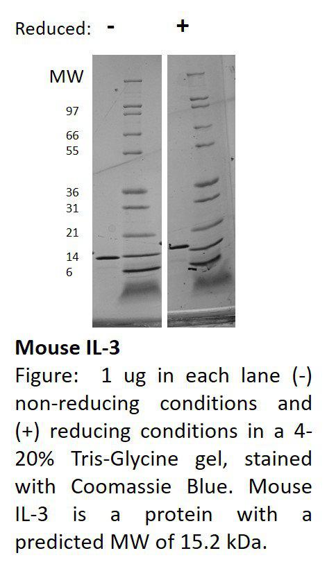 Mouse Interleukin-3