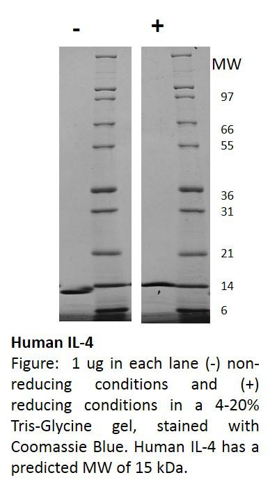 Human Interleukin-4