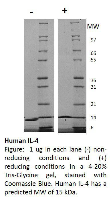 Human Interleukin-4 (AF)