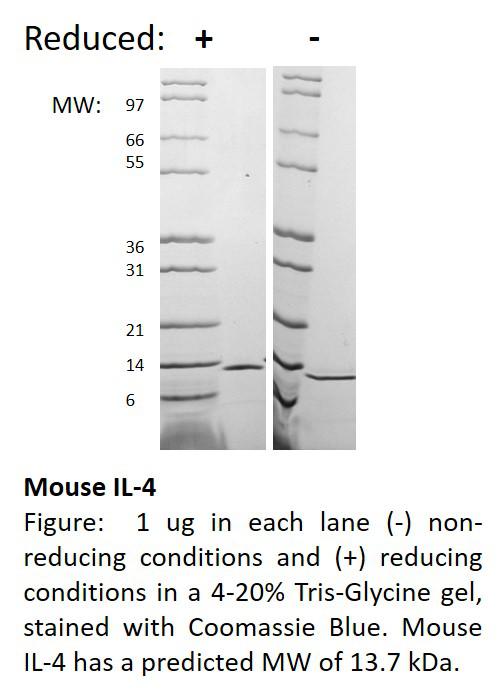 Mouse Interleukin-4