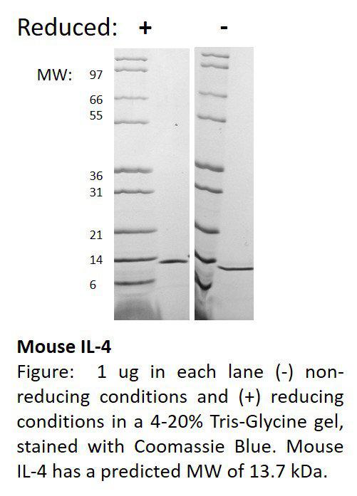 Mouse Interleukin-4 (AF)