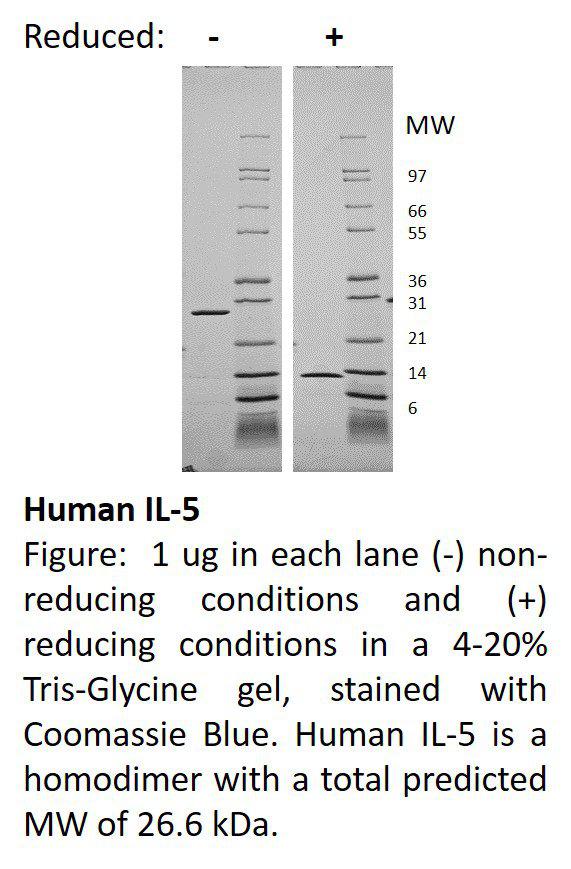 Human Interleukin-5