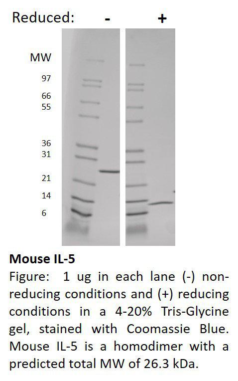 Mouse Interleukin-5 (AF)