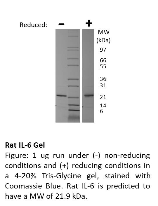 Rat Interleukin-6 (AF)