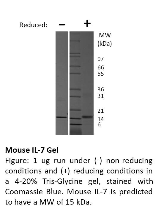 Mouse Interleukin-7