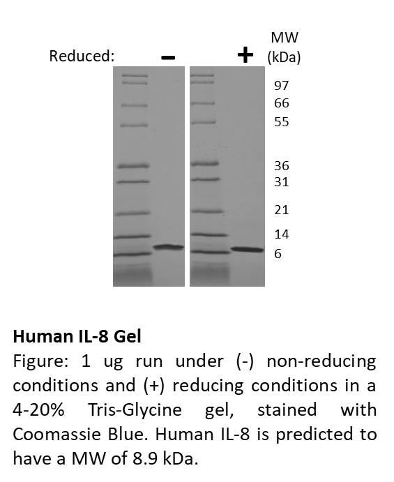 Human Interleukin-8 (CXCL8)