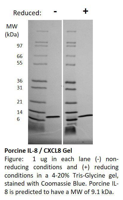 Porcine Interleukin-8 (CXCL8)