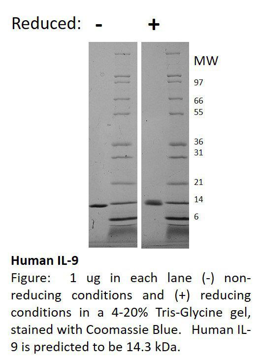 Human Interleukin-9