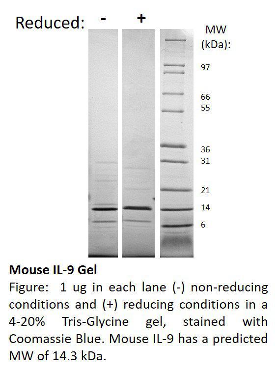 Mouse Interleukin-9