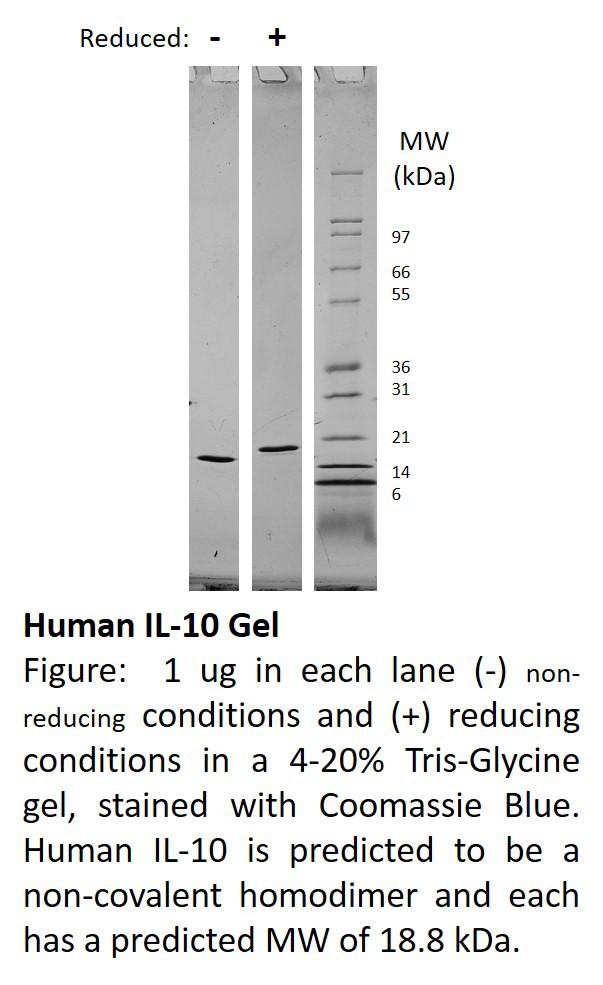 Human Interleukin-10