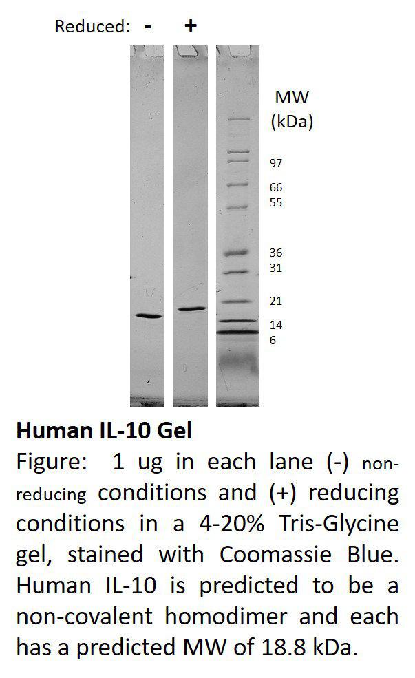 Human Interleukin-10 (AF)