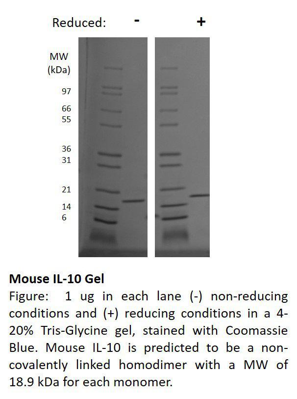 Mouse Interleukin IL-10