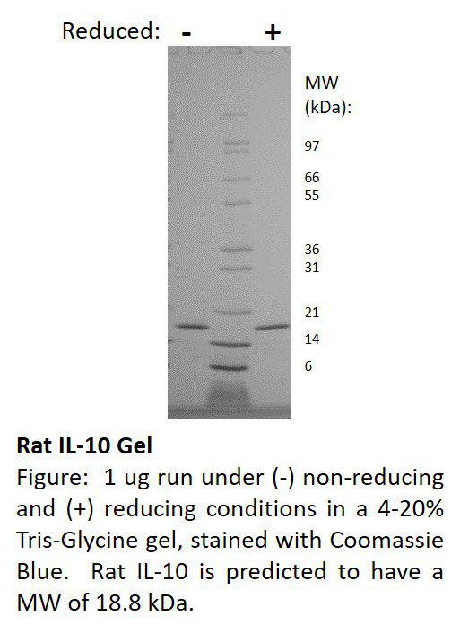 Rat Interleukin-10 (AF)