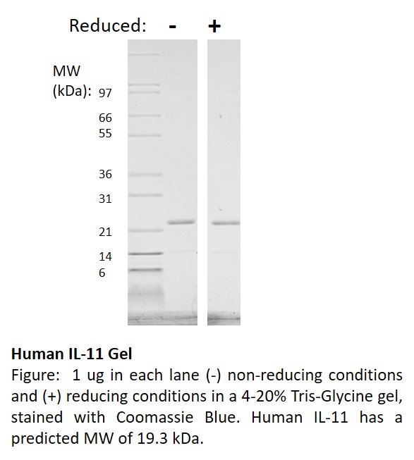 Human Interleukin-11