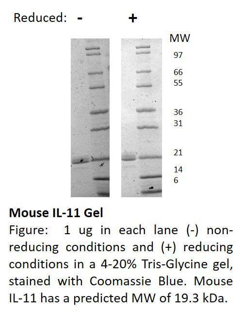 Mouse Interleukin-11