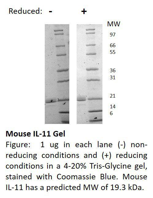 Mouse Interleukin-11 (AF)