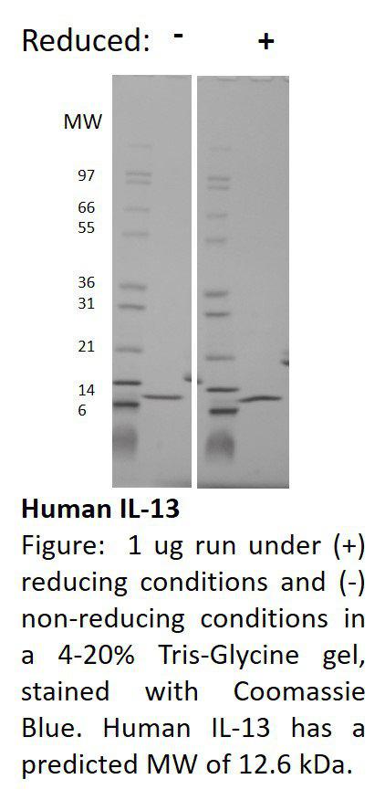 Human Interleukin-13