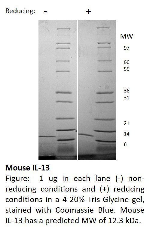 Mouse Interleukin-13