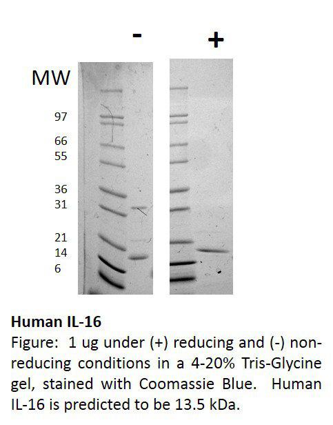 Human Interleukin-16