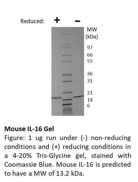 Mouse Interleukin-16