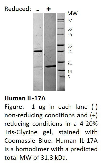 Human Interleukin-17A