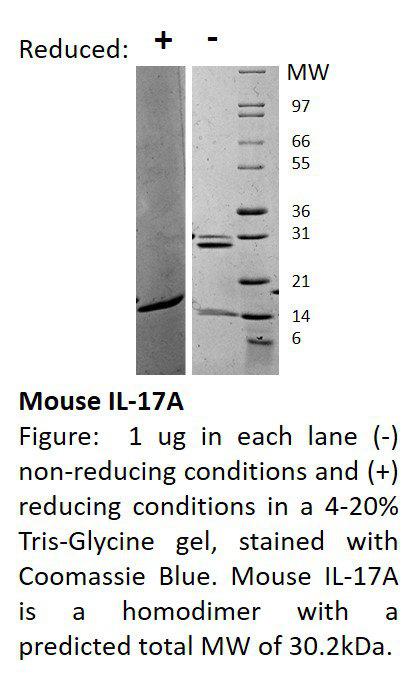 Mouse Interleukin-17A