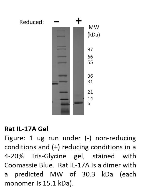 Rat Interleukin-17A