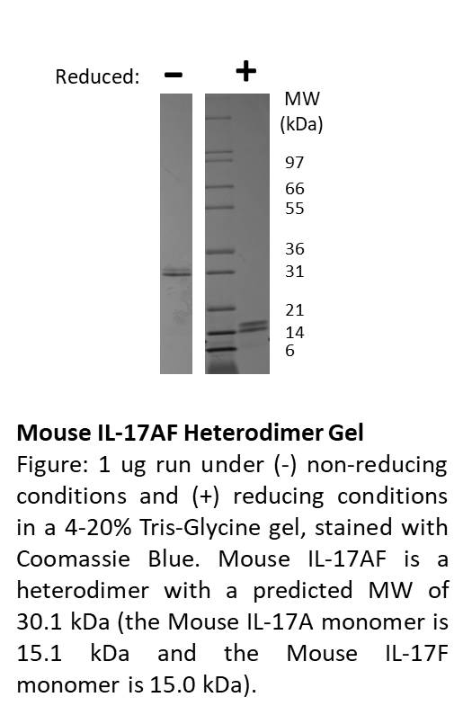 Mouse Interleukin-17AF Heterodimer