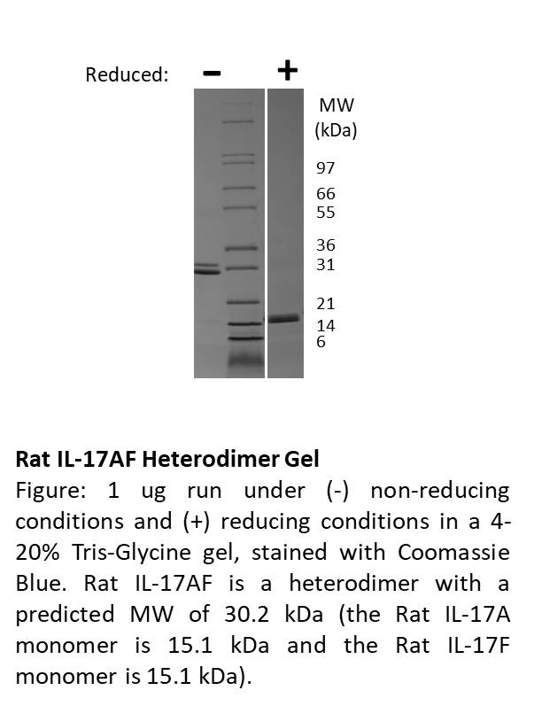 Rat Interleukin-17AF Heterodimer