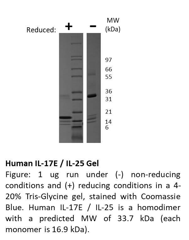 Human Interleukin-17E