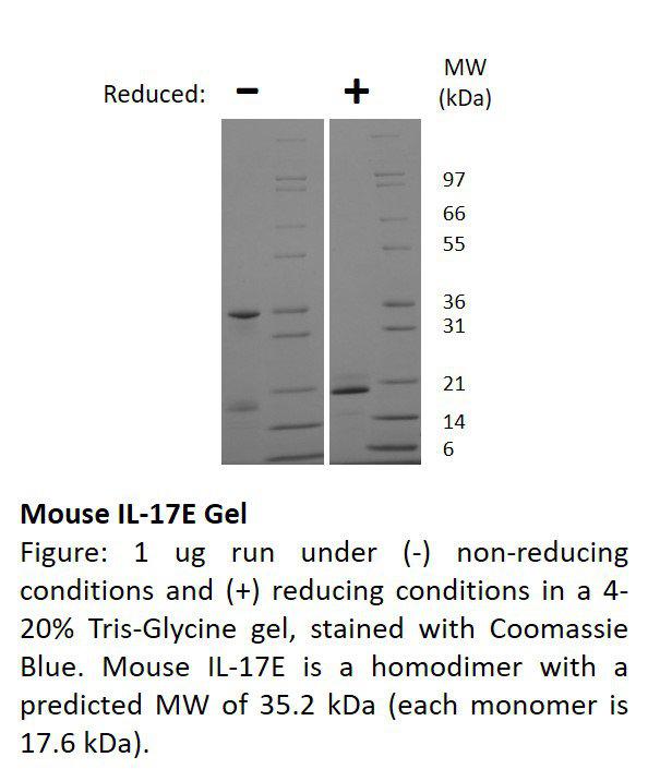 Mouse Interleukin-17E (AF)