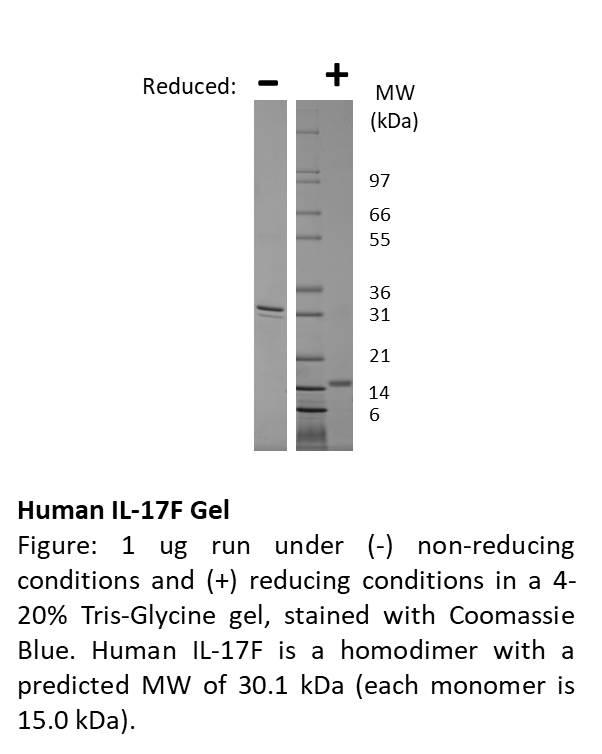 Human Interleukin-17F