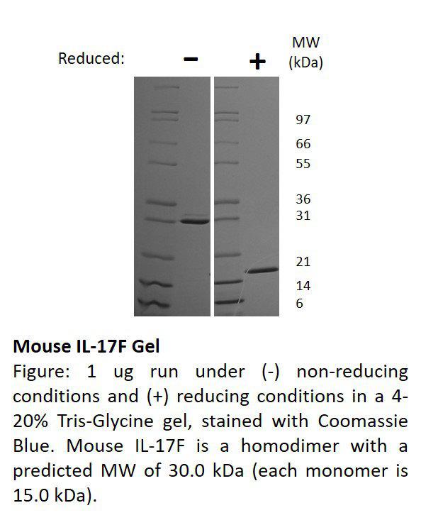 Mouse Interleukin-17F