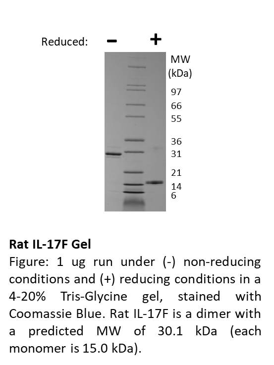 Rat Interleukin-17F