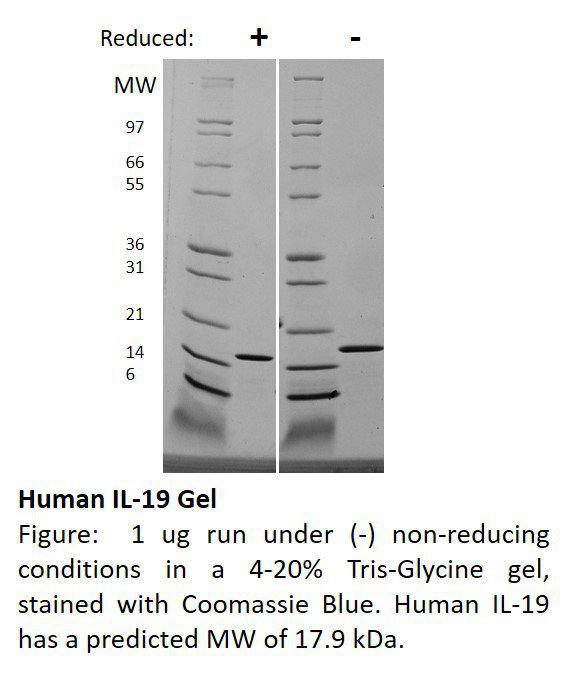 Human Interleukin-19